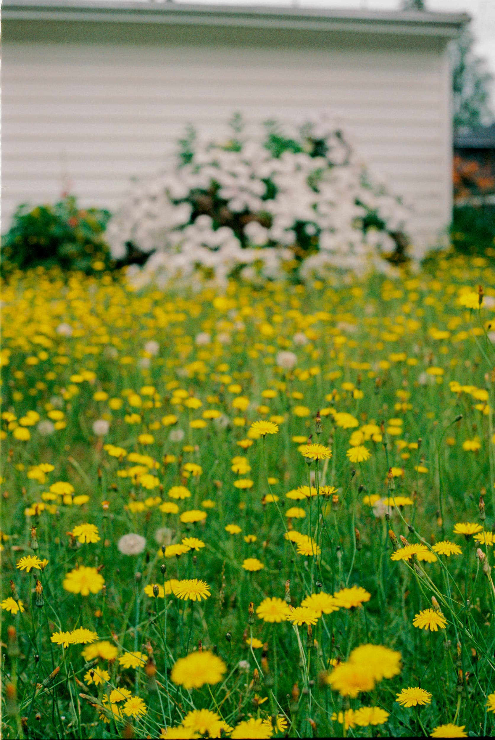DAZED Pretty Boys | Vancouver Editorial Photographer : Jeremy Jude Lee