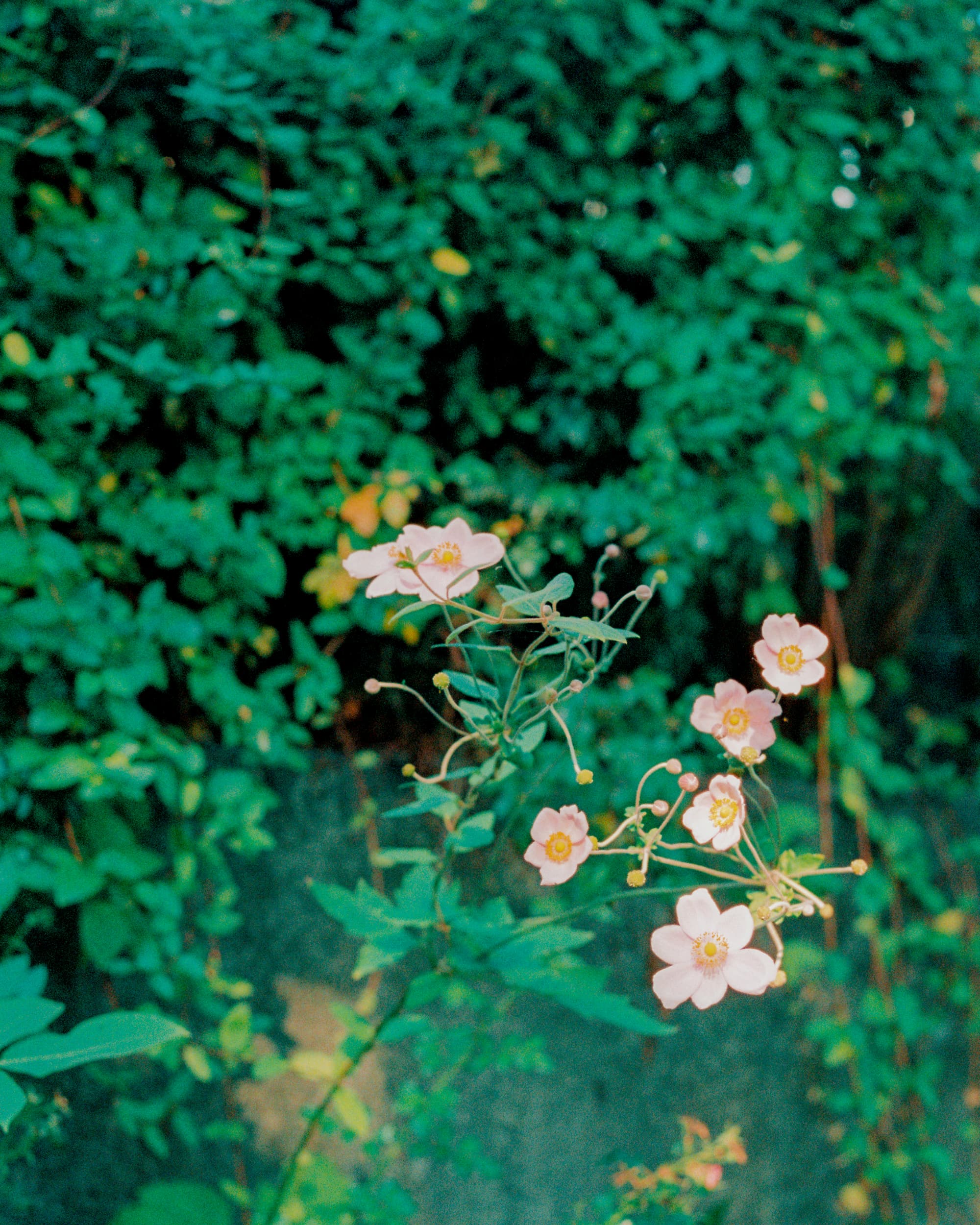 DAZED Pretty Boys | Vancouver Editorial Photographer : Jeremy Jude Lee